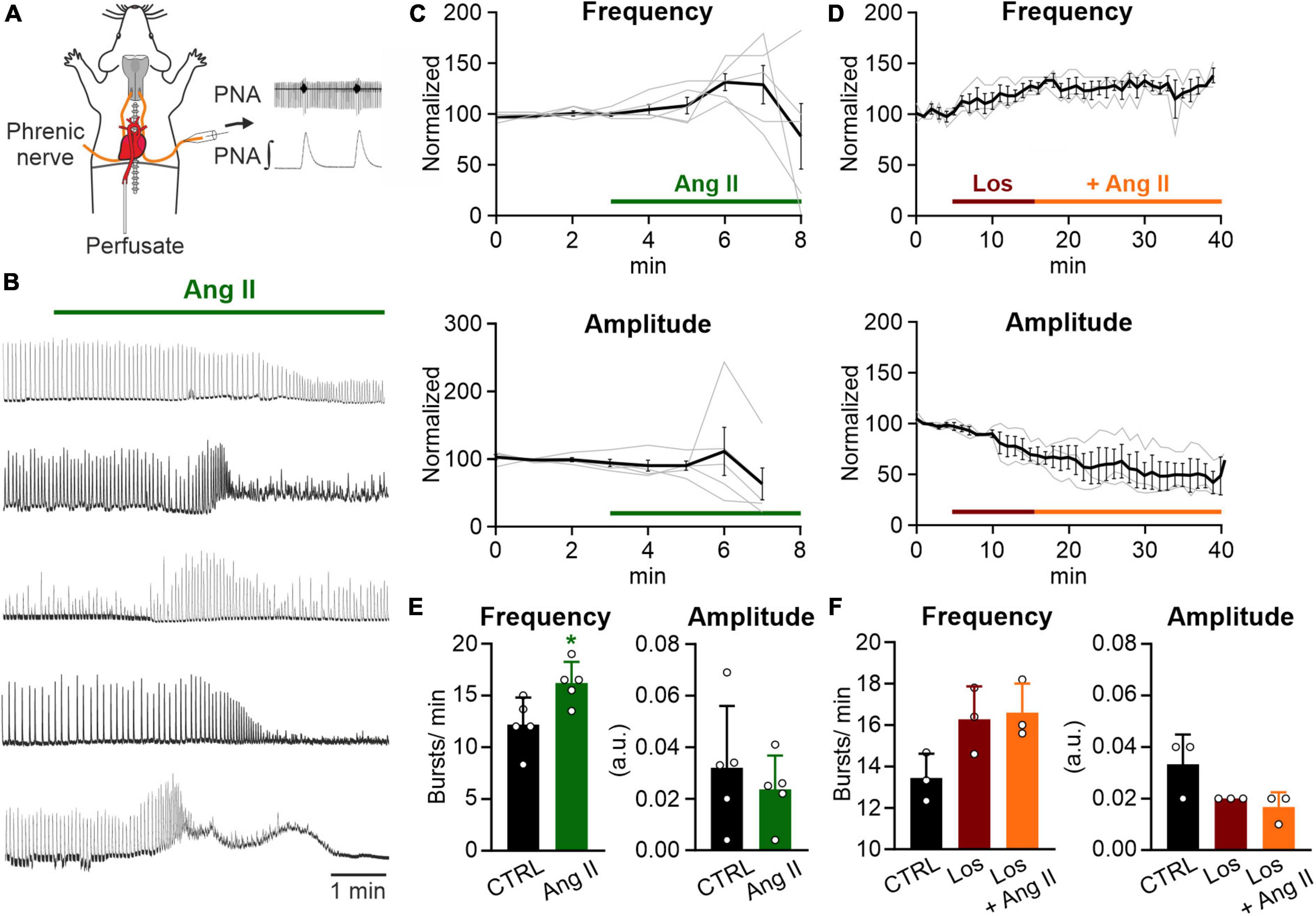 Angiotensin II increases respiratory rhythmic activity in the preBötzinger complex without inducing astroglial calcium signaling